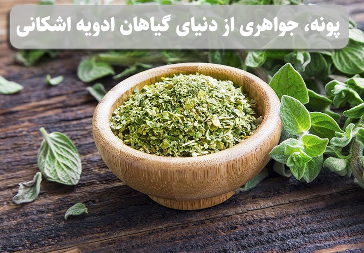 پونه، جواهری از دنیای گیاهان ادویه اشکانی